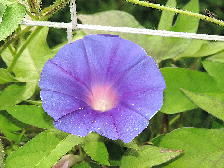 DSCN5941