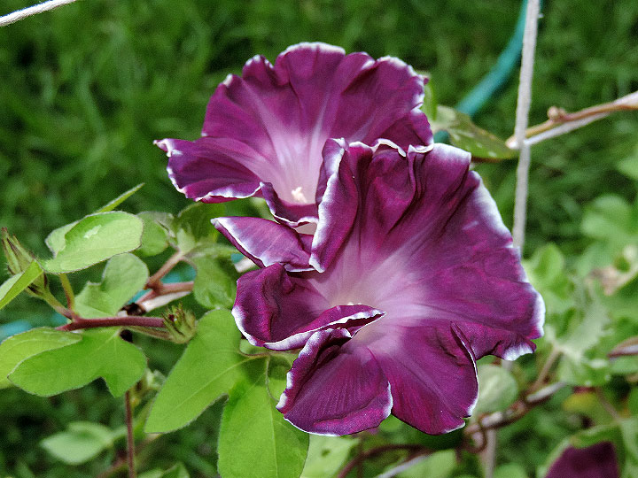 DSCN5952