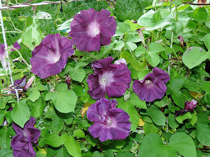 DSCN5953
