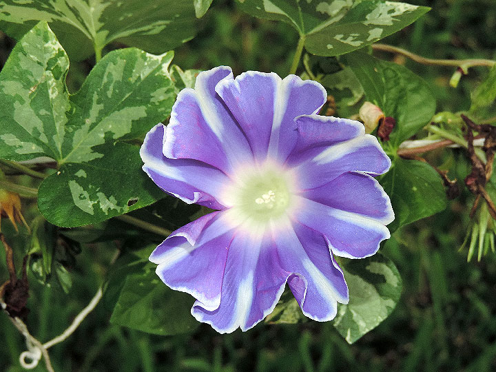 DSCN5961