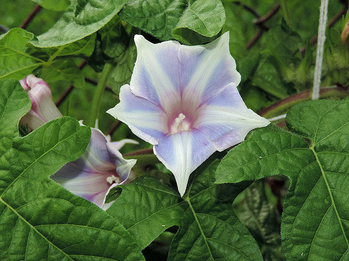 DSCN5973