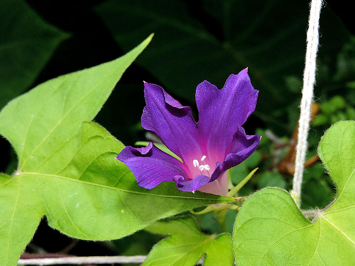 DSCN6197