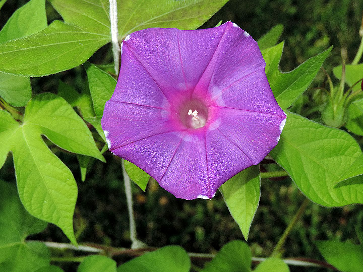 DSCN6247