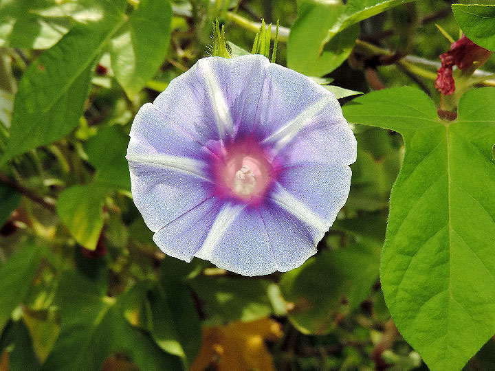 DSCN6275