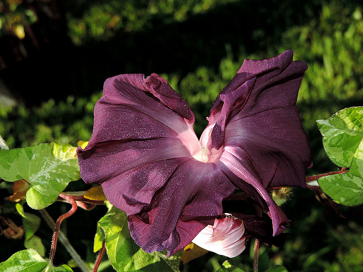 DSCN6387