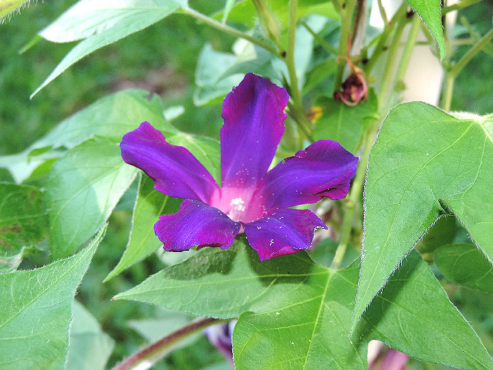 DSCN6599