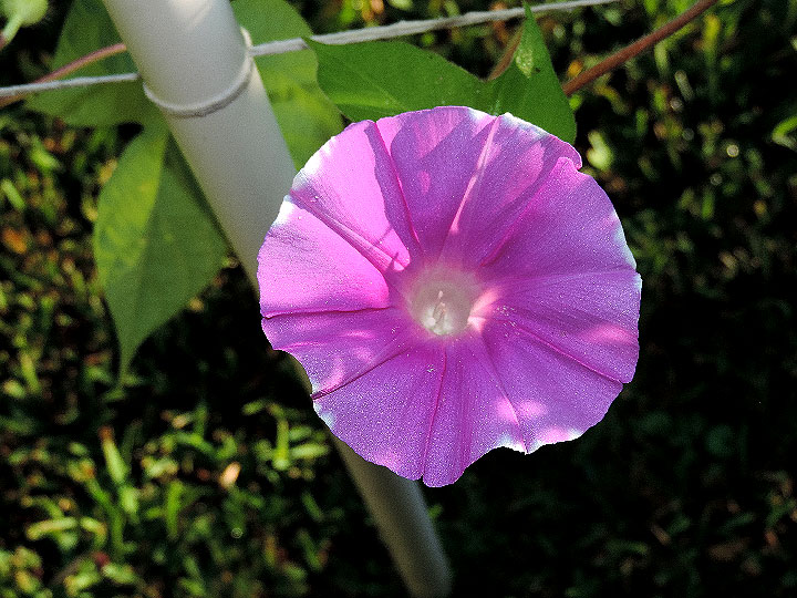 DSCN6736