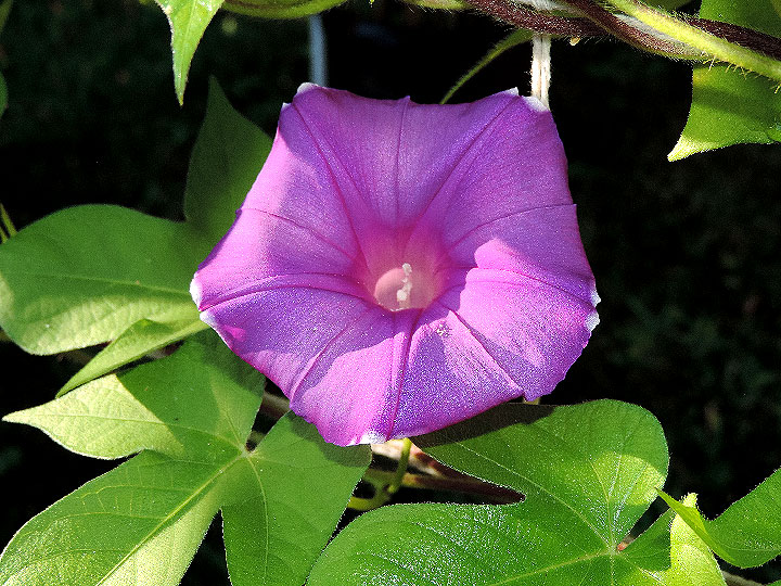DSCN6738