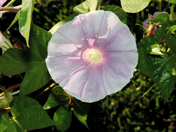 DSCN6746