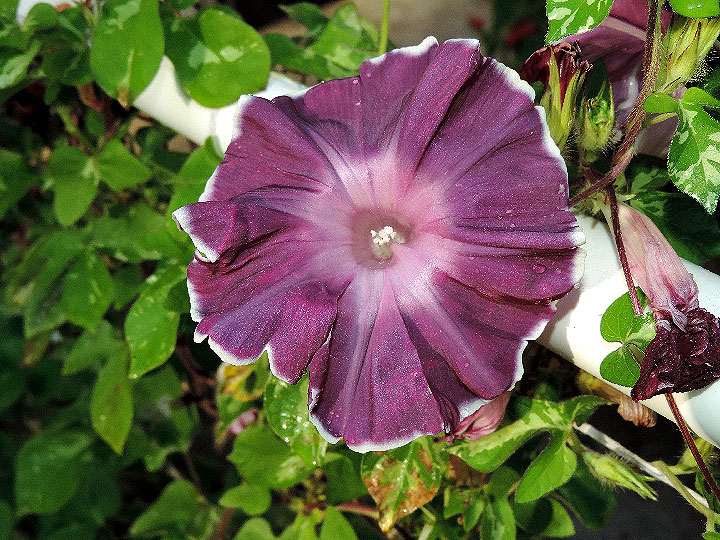 DSCN6752