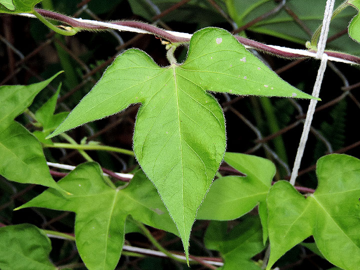 DSCN6874