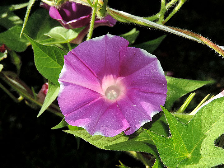 DSCN6962