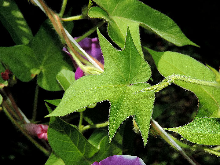 DSCN6963