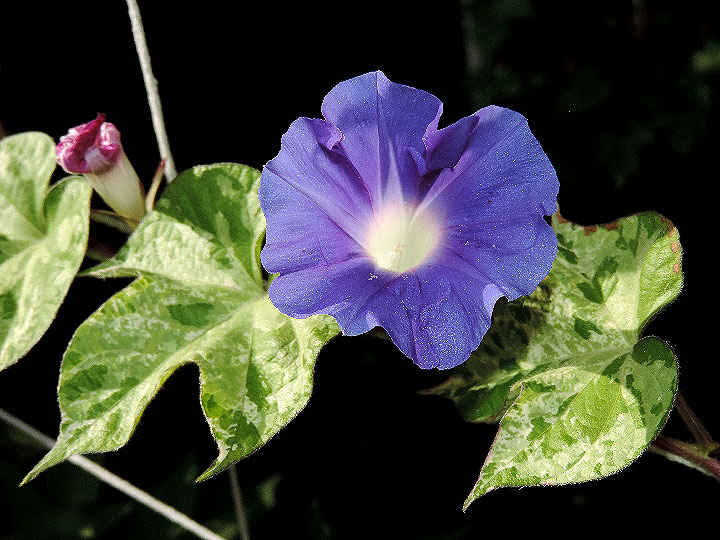 DSCN6964