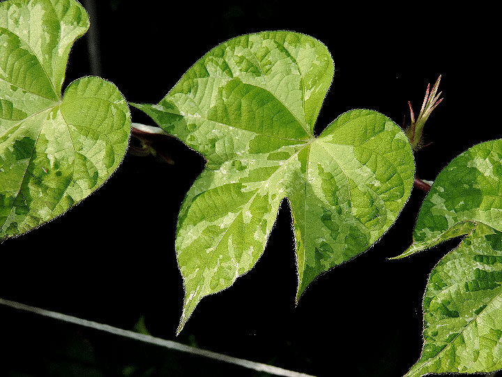 DSCN6965