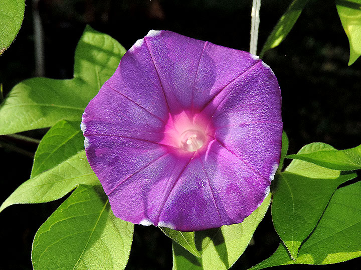 DSCN6968