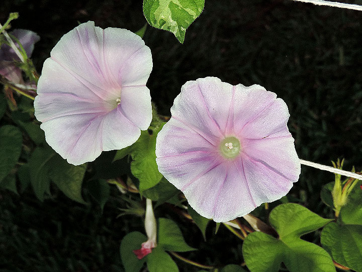 DSCN6985