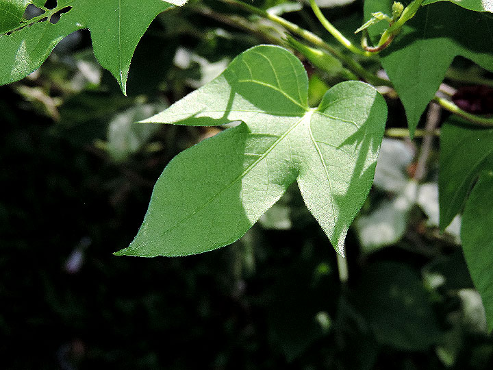 DSCN7008