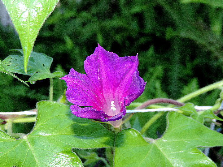 DSCN7074