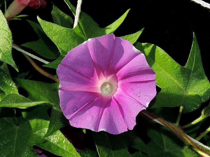 DSCN7123