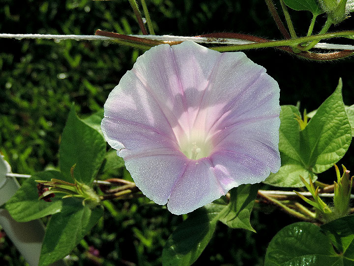 DSCN7138