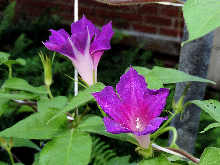 DSCN7209