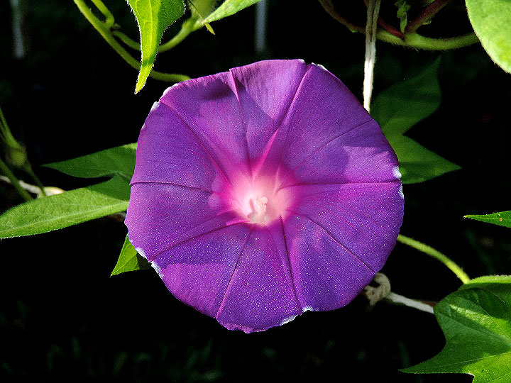 DSCN7261