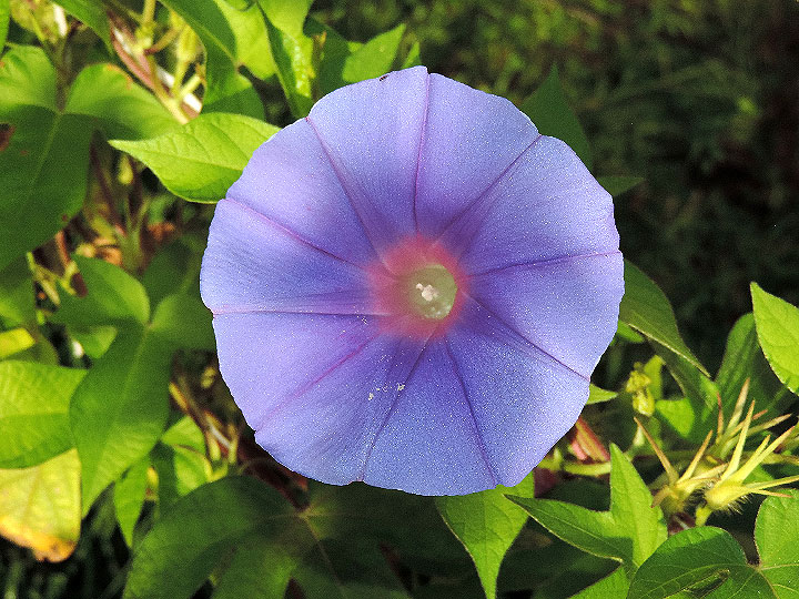 DSCN7267