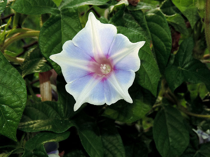DSCN7283