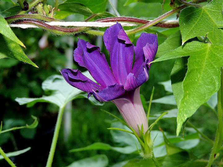 DSCN7406