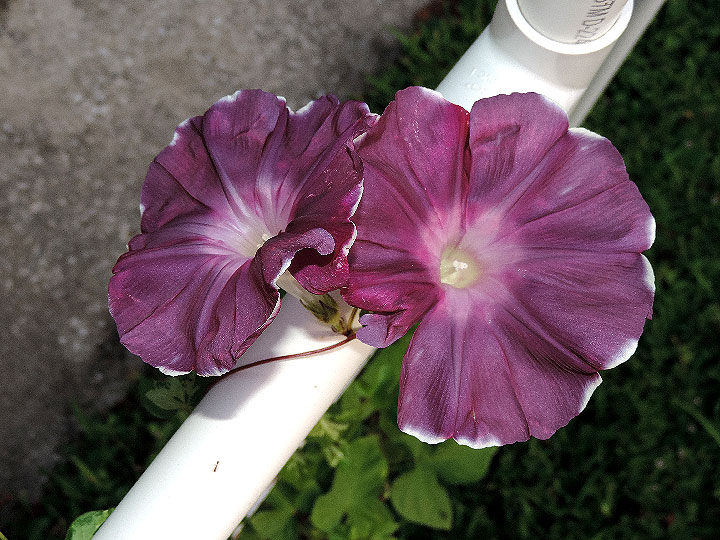 DSCN7514
