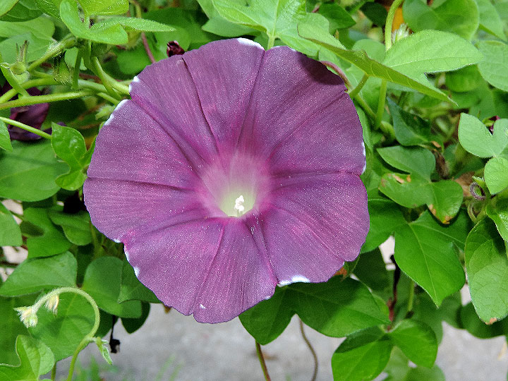 DSCN7515