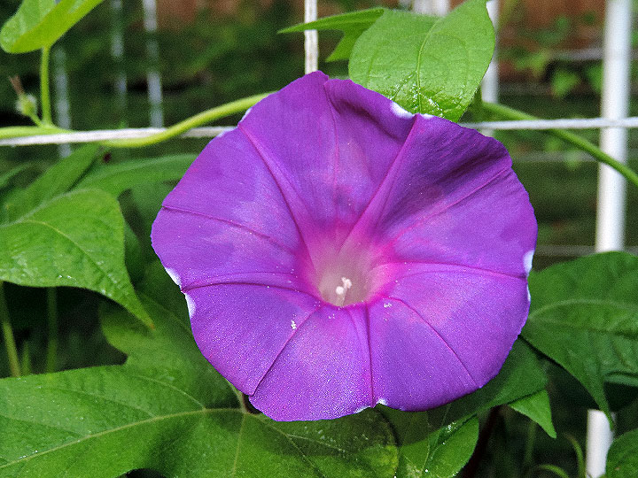 DSCN7632