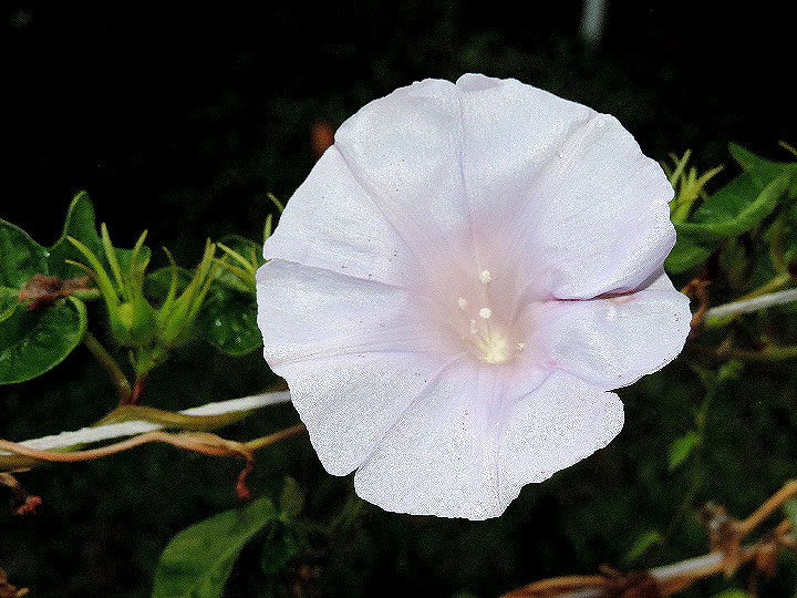 DSCN7640