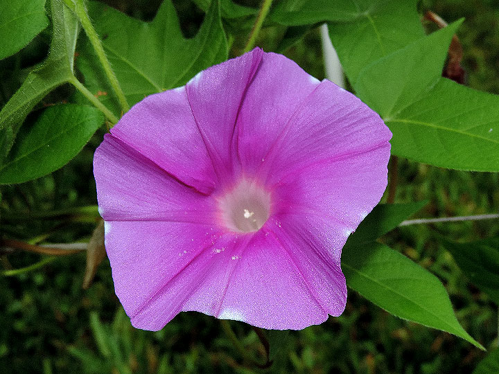 DSCN7740