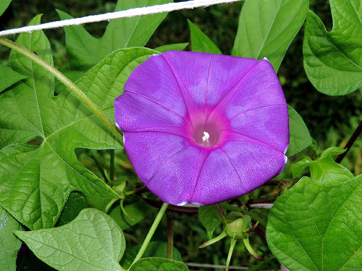 DSCN7743