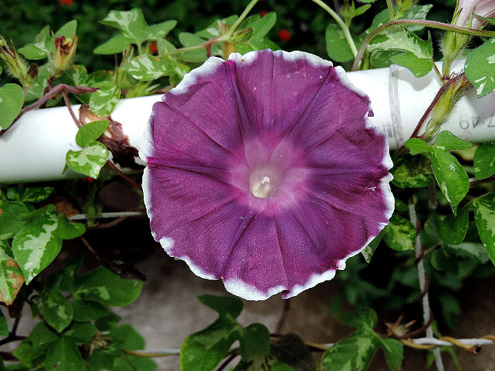 DSCN7757
