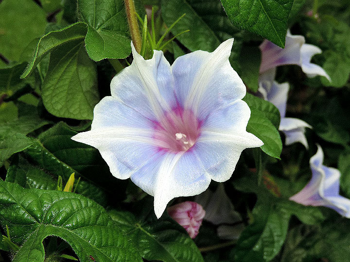 DSCN7762