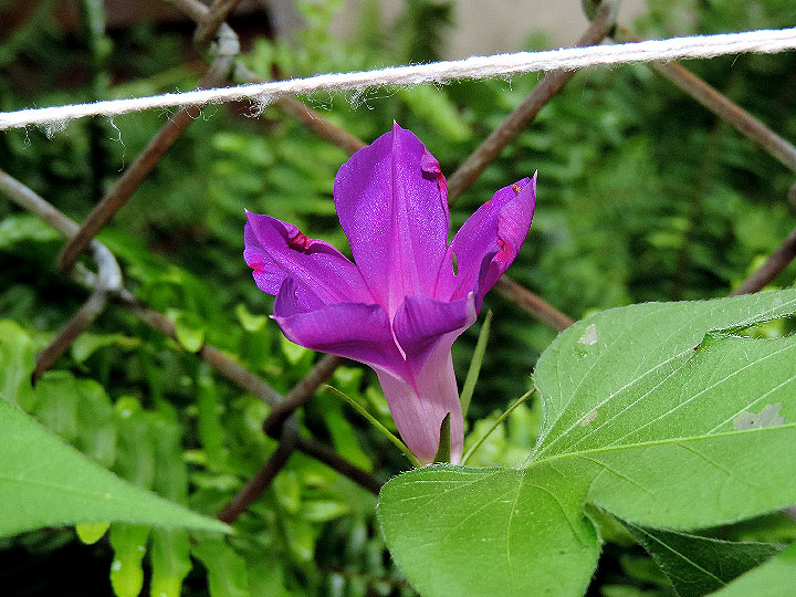DSCN7798
