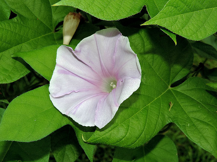 DSCN7838