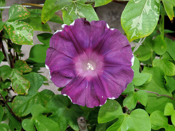 DSCN7843