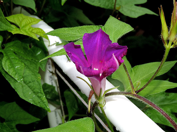 DSCN7907