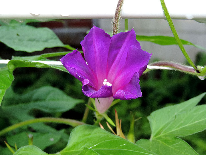 DSCN7943