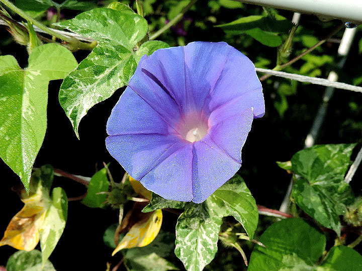 DSCN8060