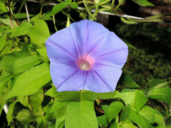 DSCN8066