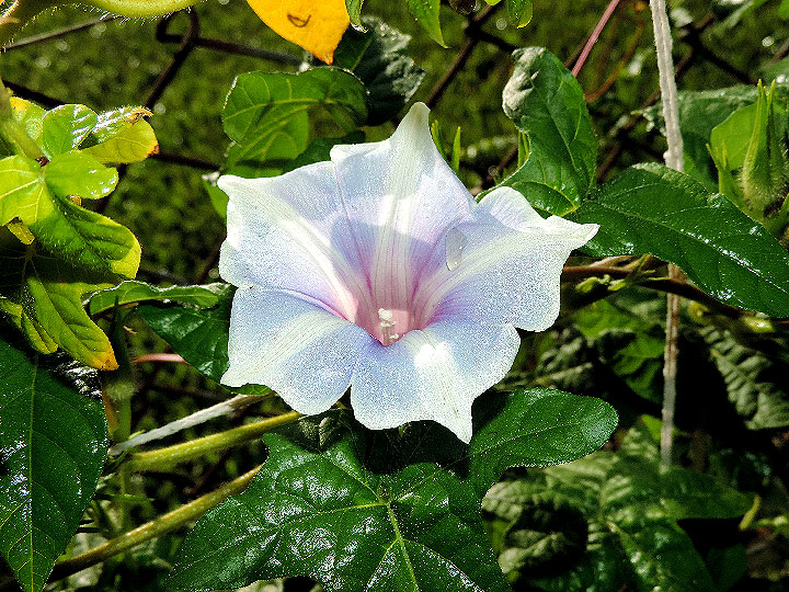DSCN8076