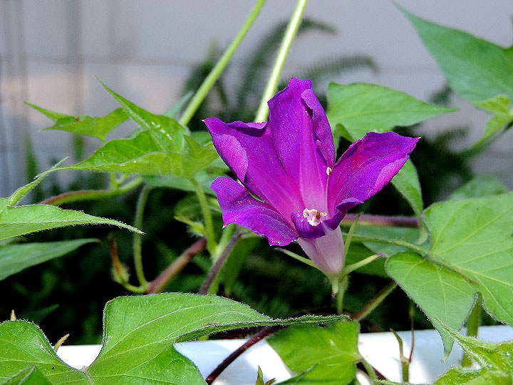 DSCN8118