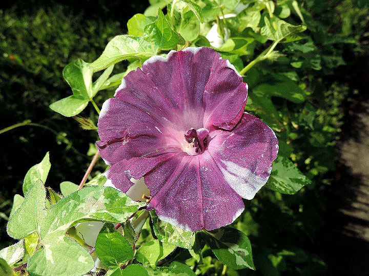 DSCN8161