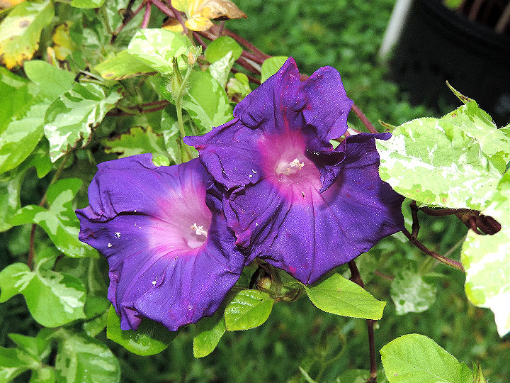 DSCN8234