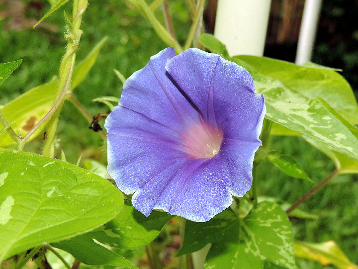 DSCN8237